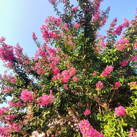 Lavanda House ホームステイ ヴィチェンツァ
